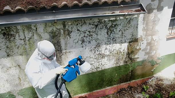 Trusted Attic Mold Removal service in Deer Park, IL - Cheap Mold Removal